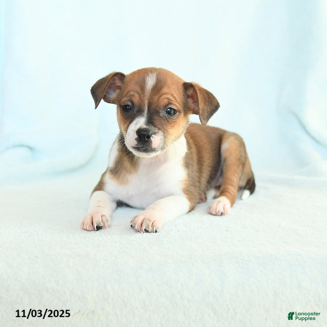 Chihuahua dogs for sale: Larry - Ad 3