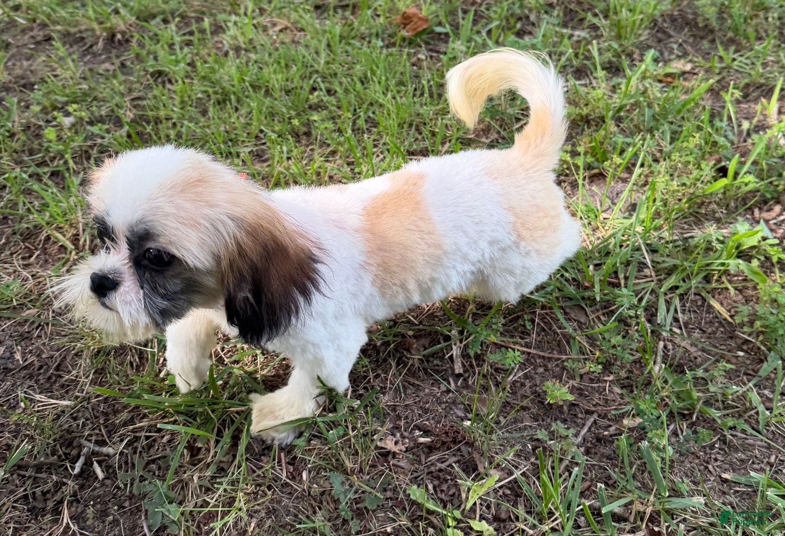 Shih Tzu dogs Duke - Ad 2