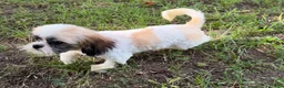 Shih Tzu dogs for sale: Duke - Ad 2