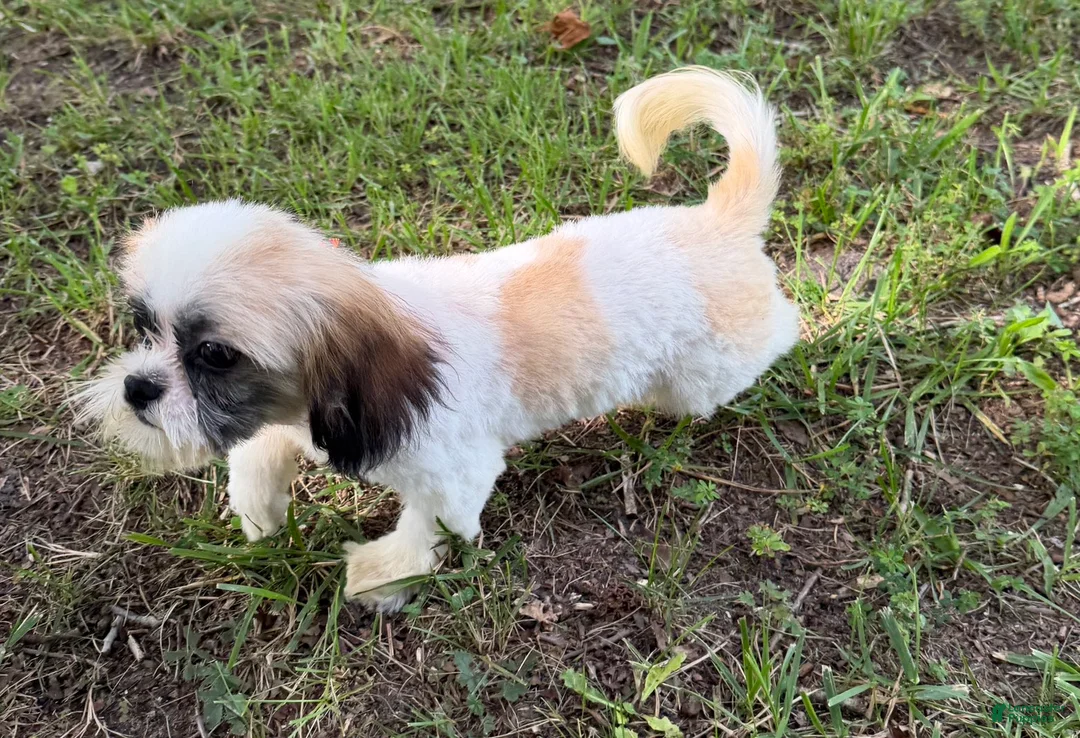 Shih Tzu dogs for sale: Duke - Ad 2