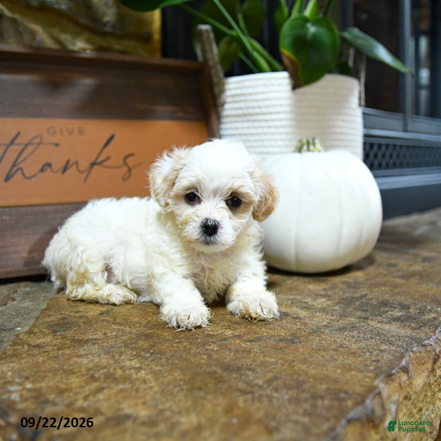 Maltipoo dogs Xeno - Ad 1