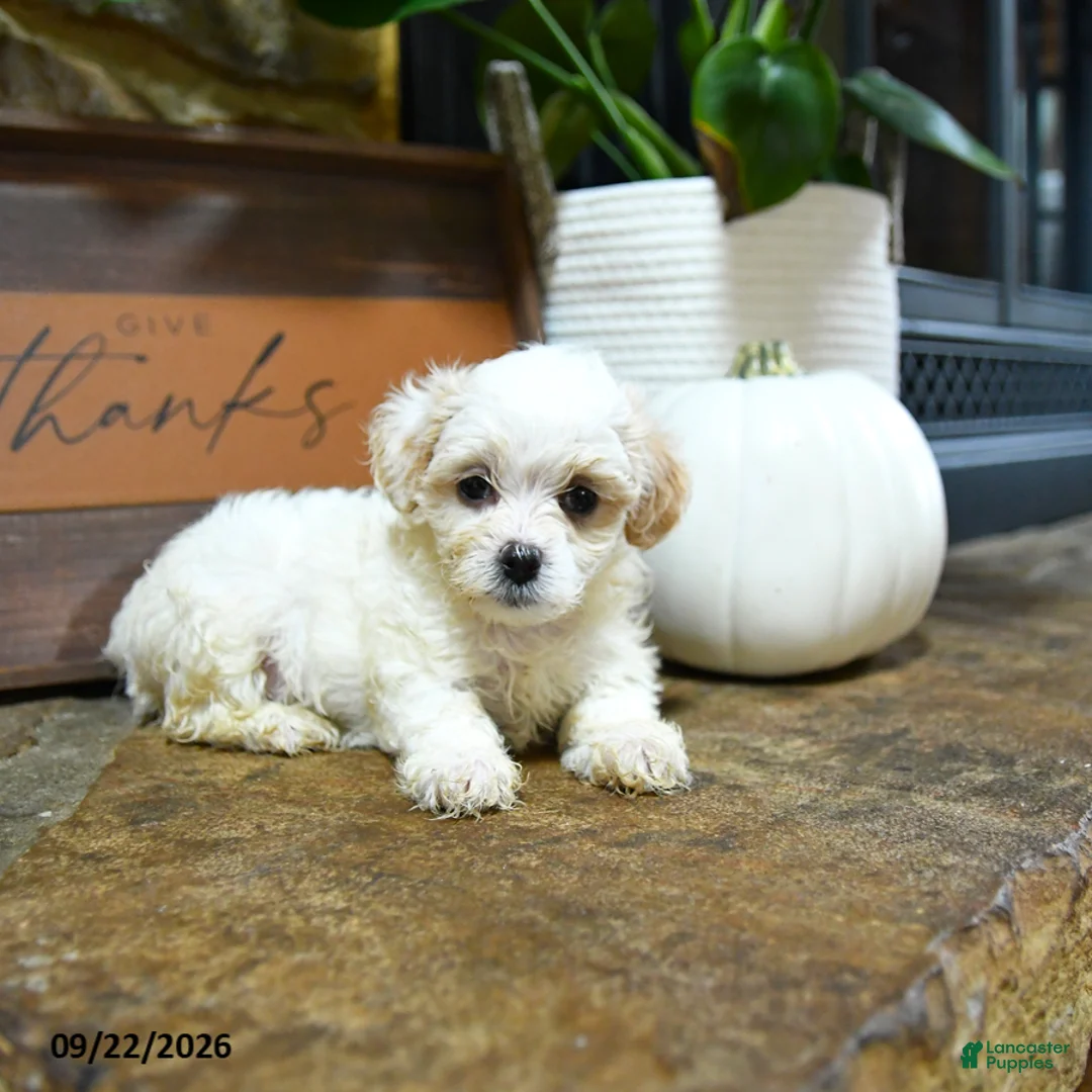 Maltipoo dogs for sale: Xeno - Ad 1