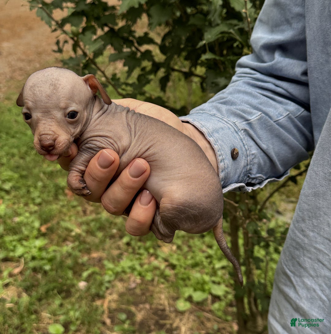 Mixed Breed dogs for sale: Cleopatra  - Ad 38