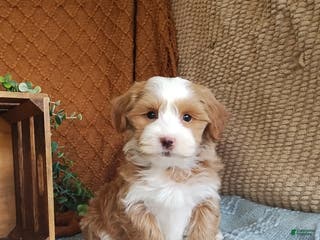 Havanese dogs Monroe - Ad 17