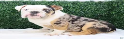 English Bulldog dogs for sale: English Bulldog Puppy 2 - Ad 3