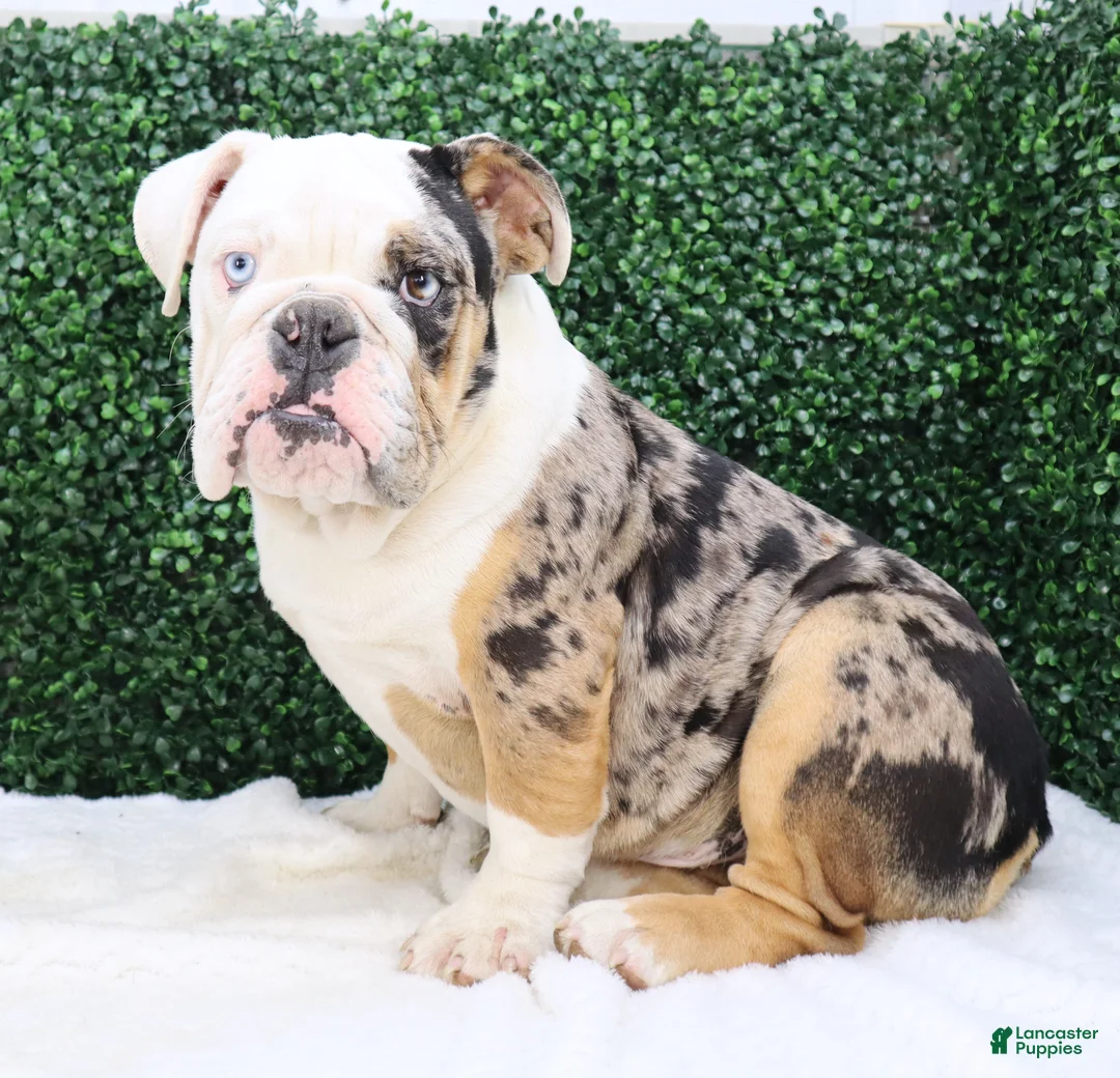 English Bulldog dogs for sale: English Bulldog Puppy 2 - Ad 3