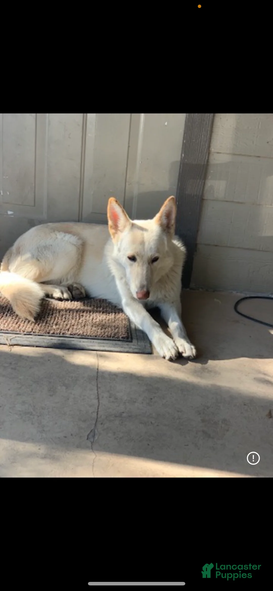 German Shepherd dogs for sale: Bubba - Ad 2