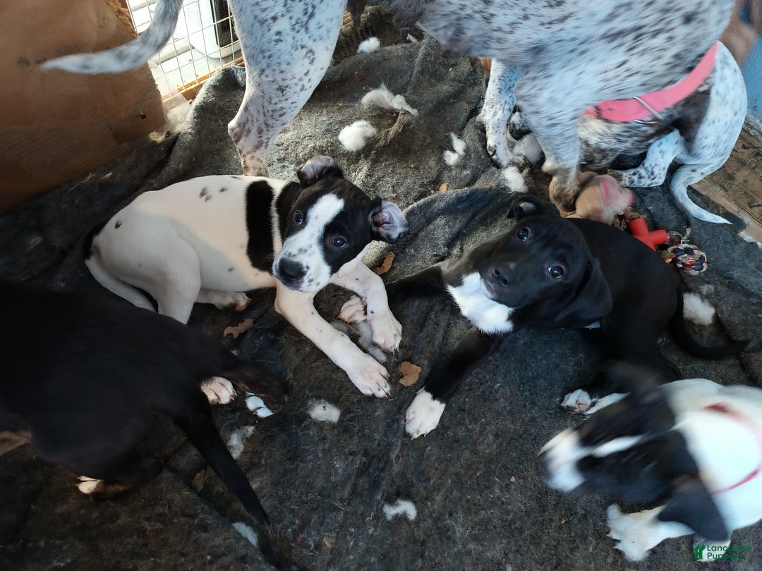 Gallery Image {{count}}