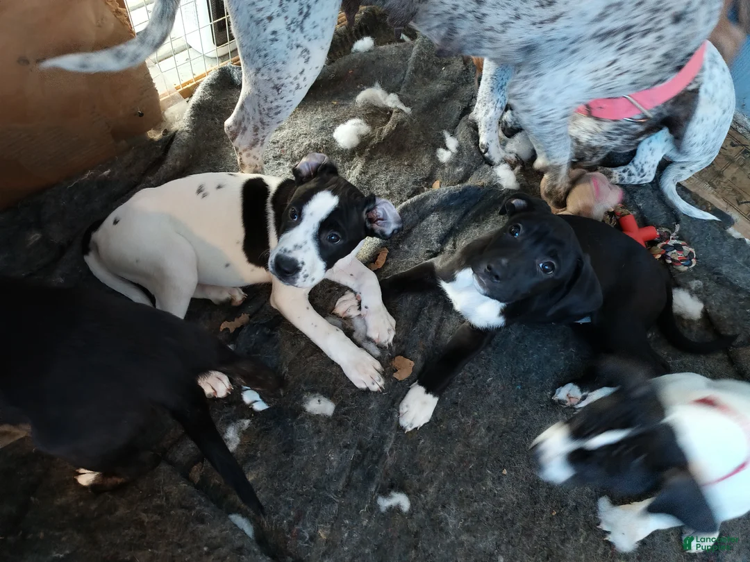 Gallery Image {{count}}