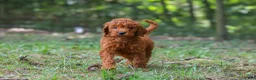 Goldendoodle dogs for sale: Maggie - Ad 5