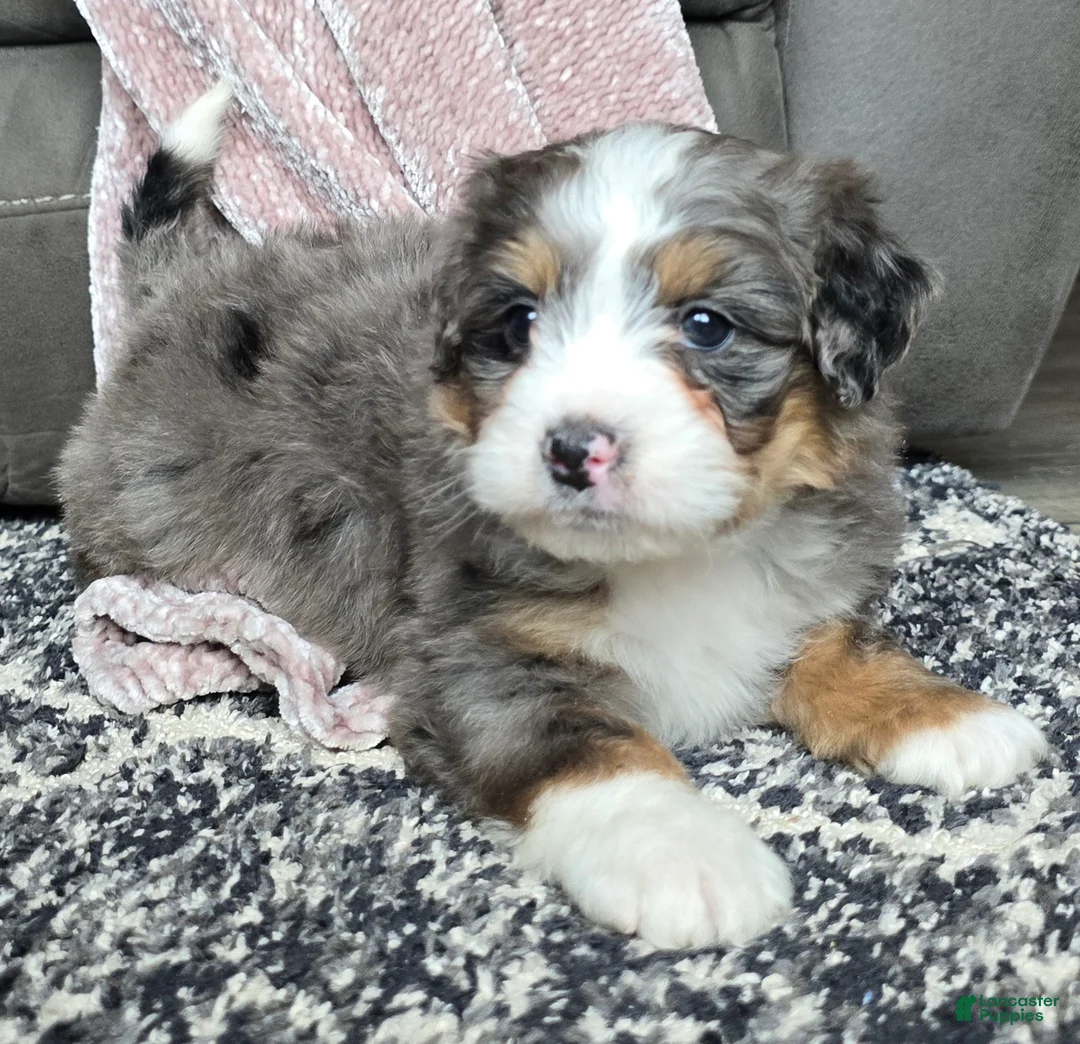Mini Bernedoodle dogs for sale: Mini Archie - Ad 2