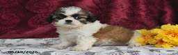 Shih Tzu dogs for sale: Silky - Ad 3