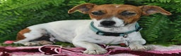 Jack Russell Terrier dogs for sale: Douglas - Ad 4