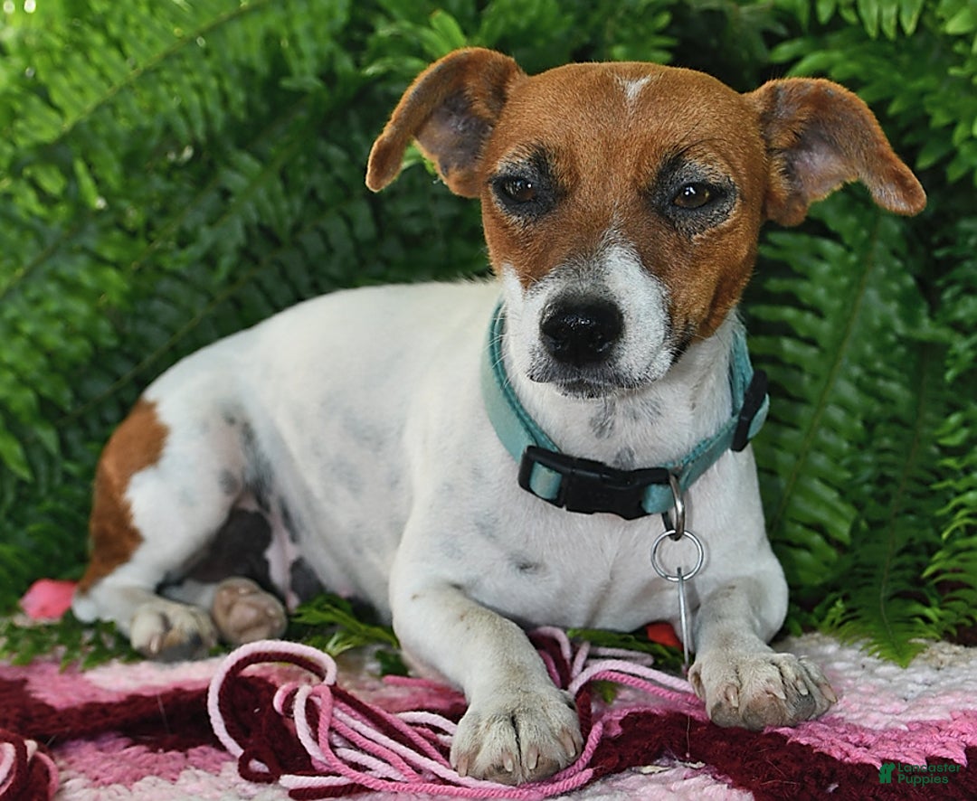 Jack Russell Terrier dogs for sale: Douglas - Ad 4