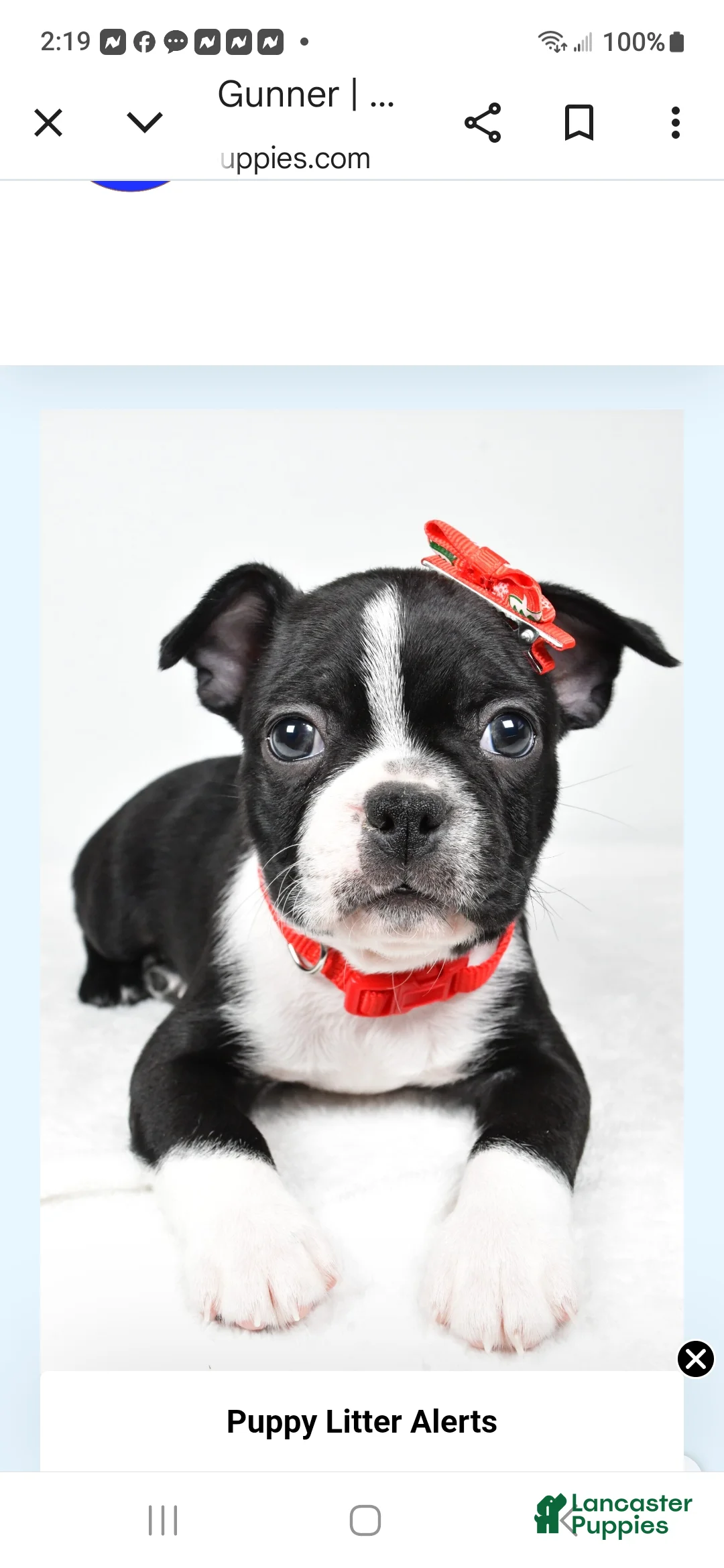 Boston Terrier dogs for sale: Gunner - Ad 2