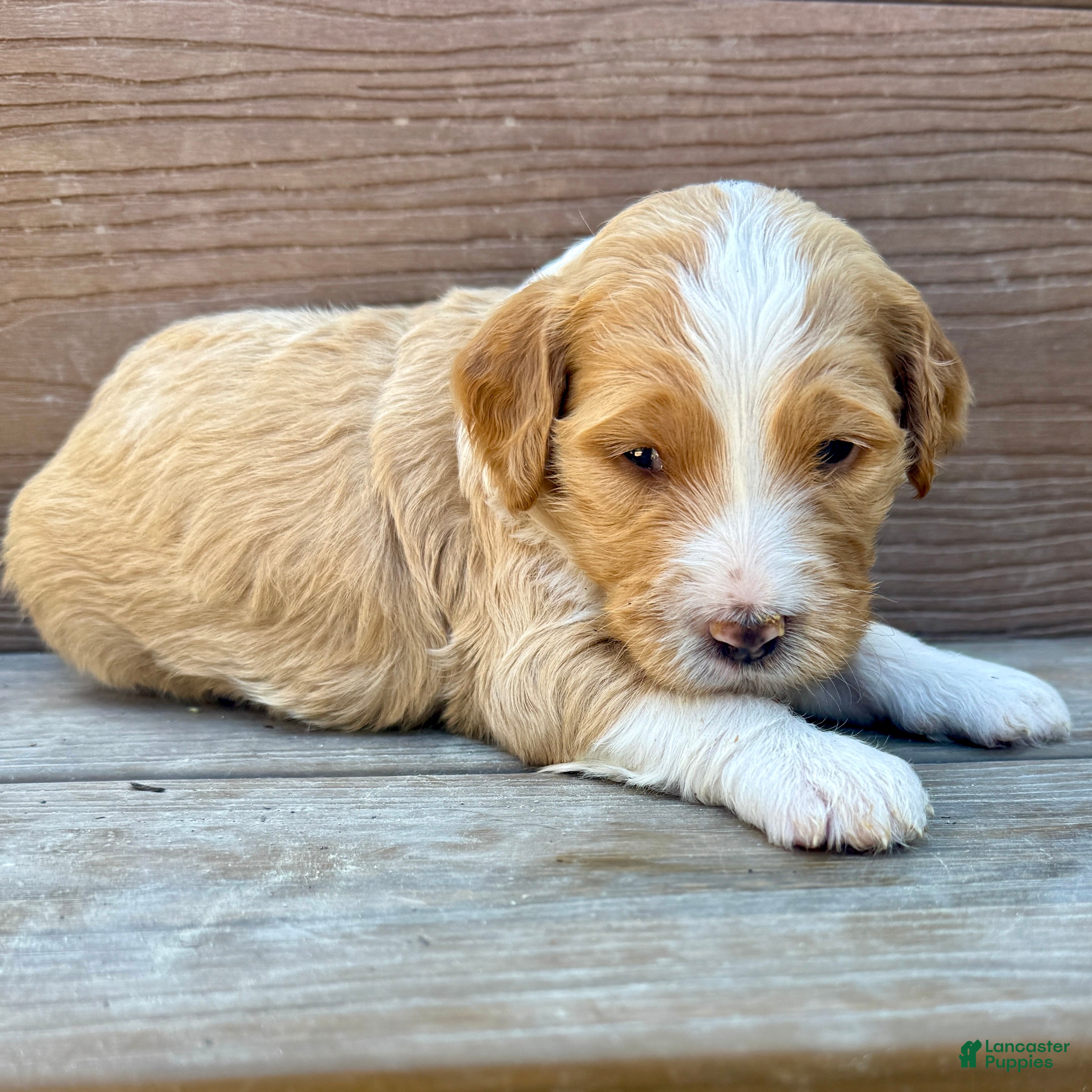 Bernedoodle dogs Autumn - Ad 1