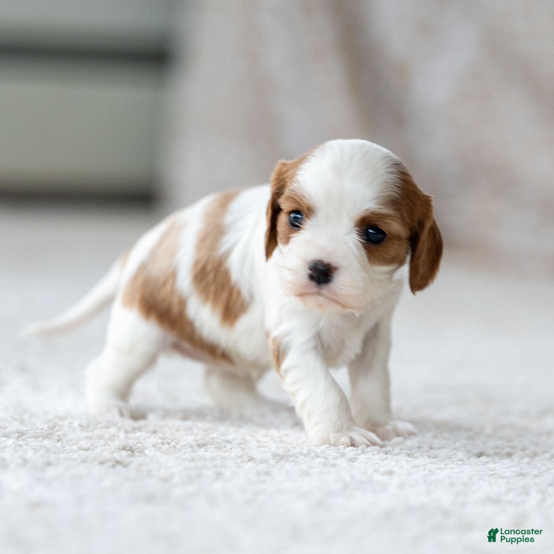 Cavalier King Charles Spaniel dogs for sale: Daisy the Cavalier King Charles Spaniel - Ad 3