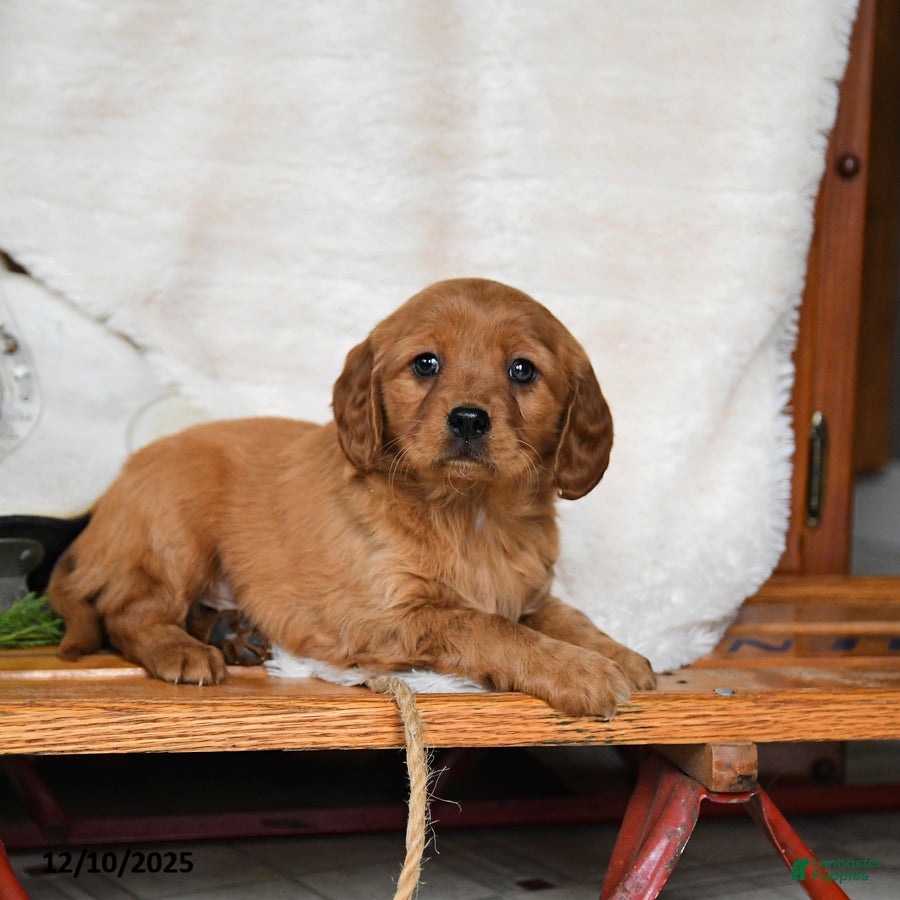 Miniature Golden Retriever dogs Winter - Ad 13