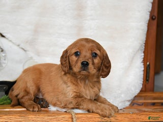 Miniature Golden Retriever dogs Winter - Ad 22