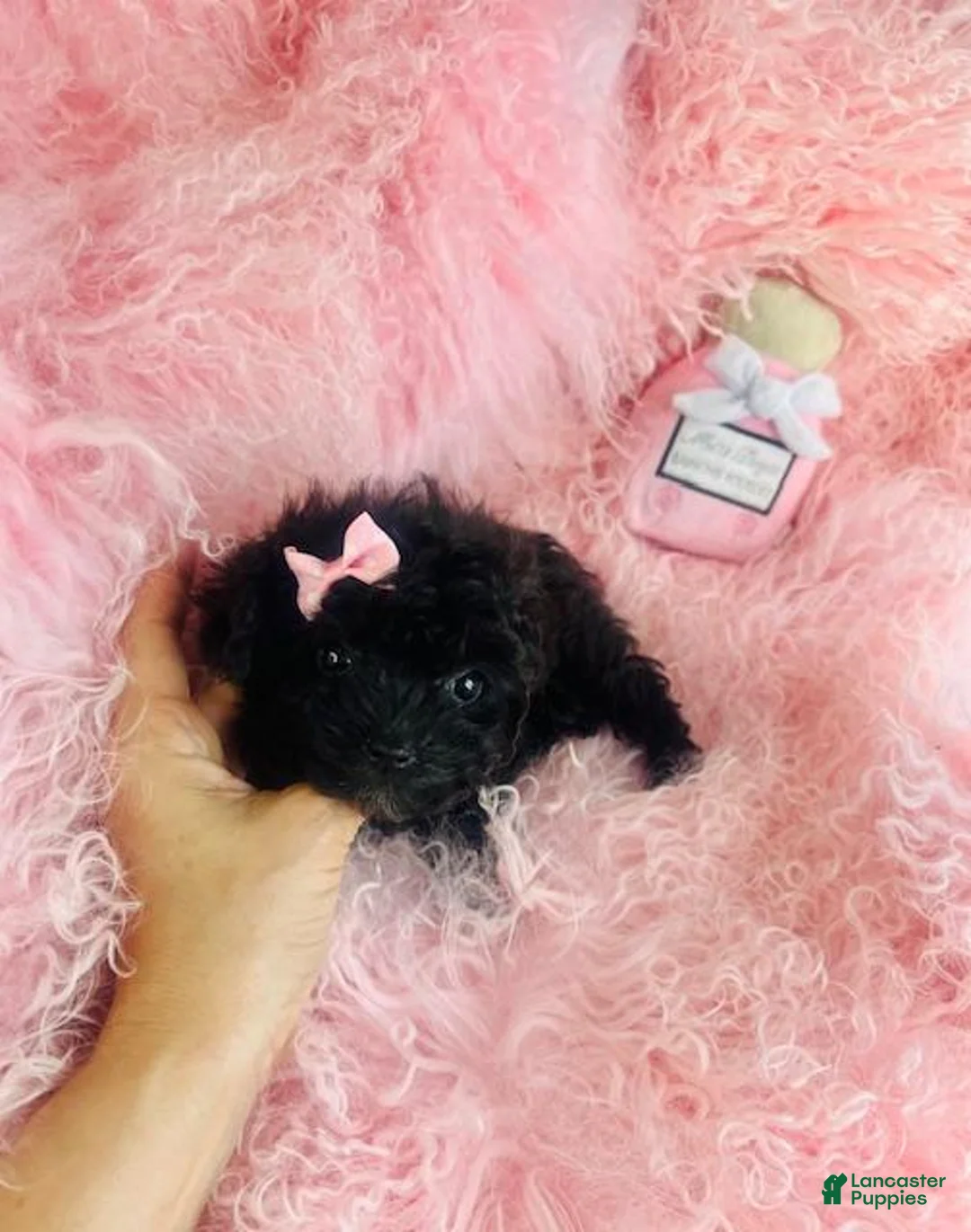 Toy Poodle dogs for sale: Toy Poodle 1 - Ad 4