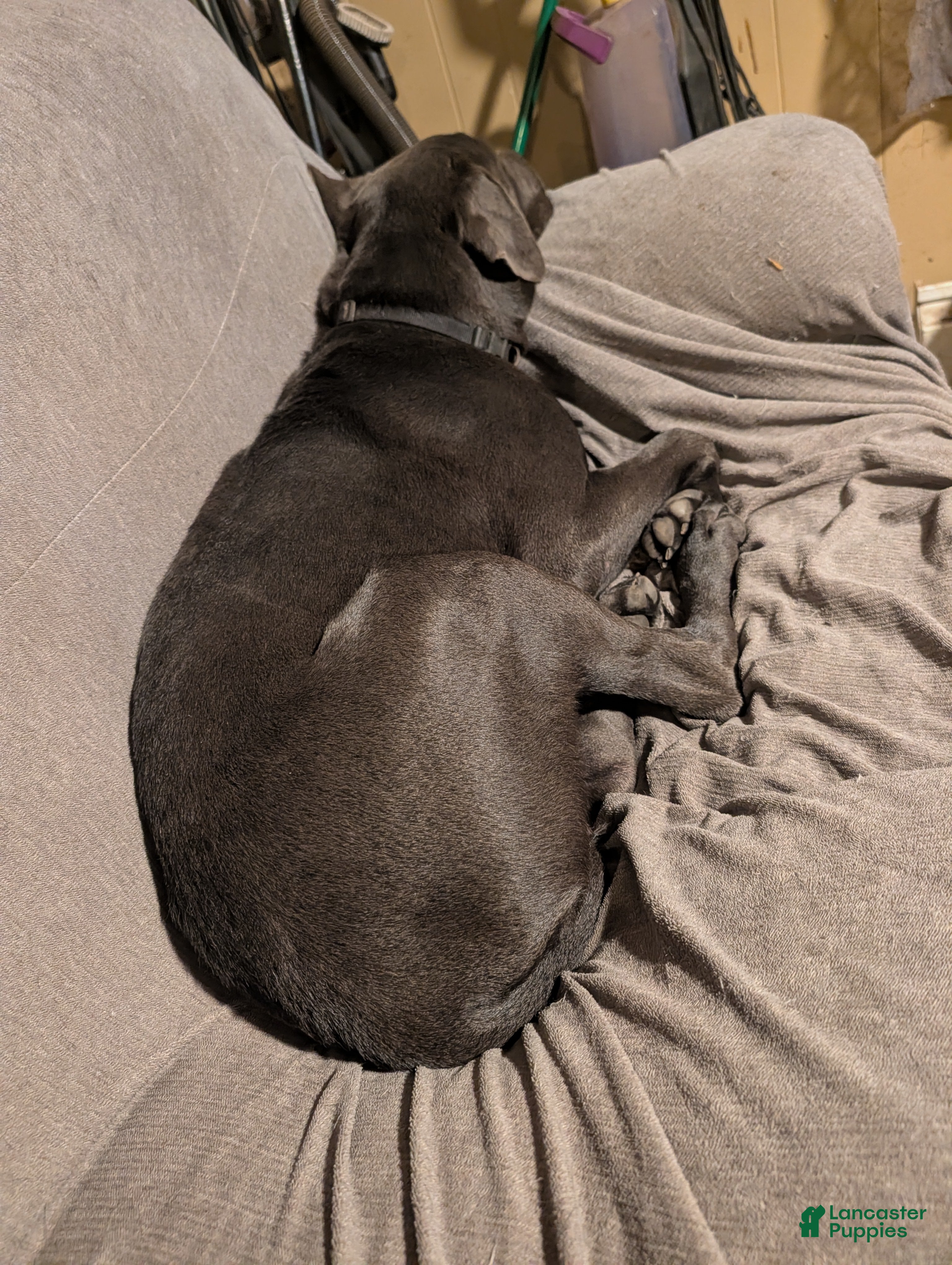 Cane Corso dogs Black aka George - Ad 1
