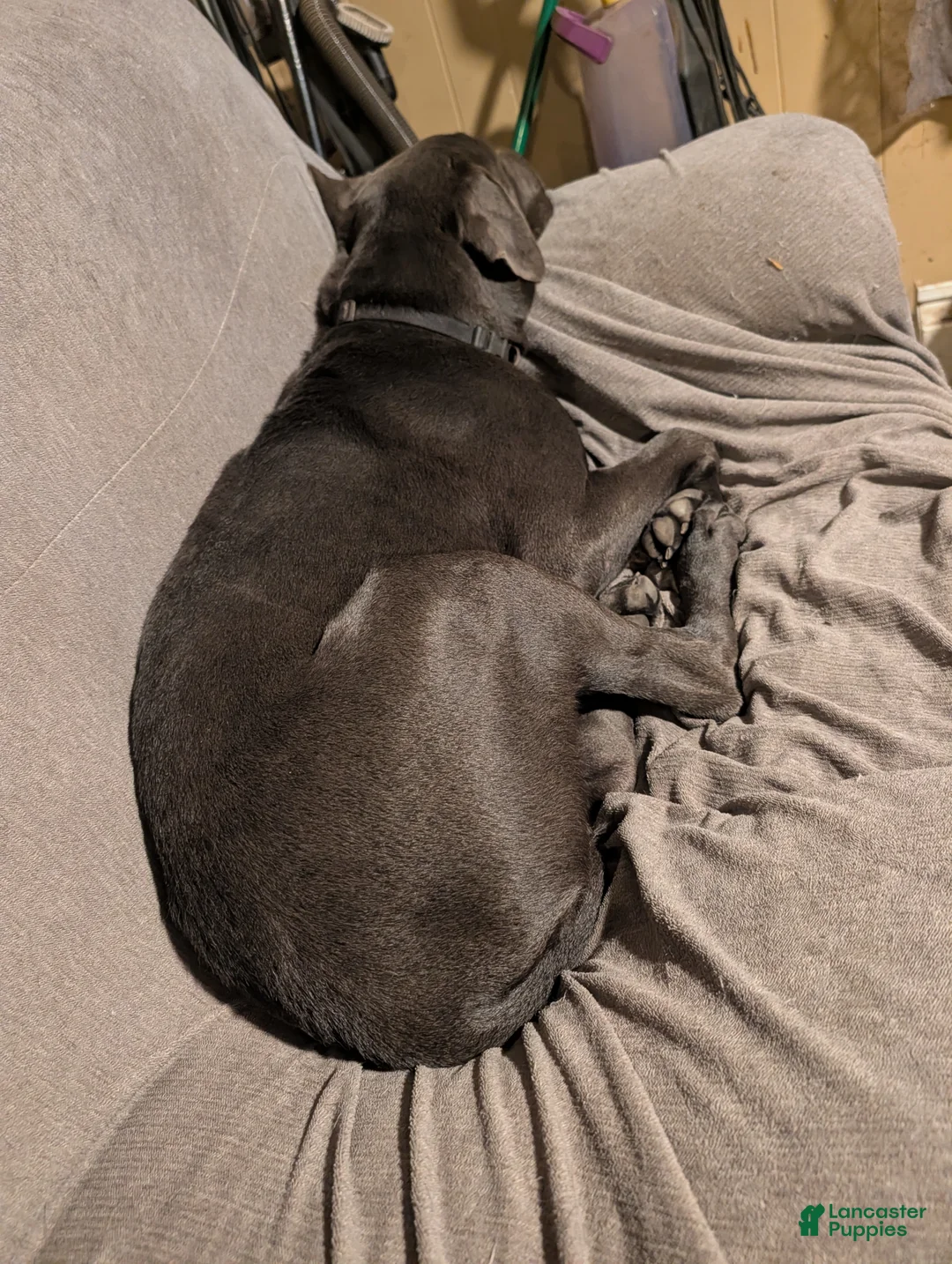 Cane Corso dogs for sale: Black aka George - Ad 1