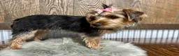 Yorkshire Terrier dogs for sale: Tarza - Ad 5