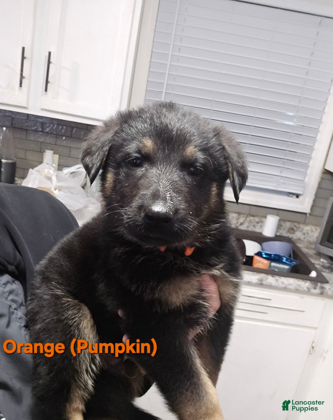 German Shepherd dogs for sale: Schmitt - Ad 10