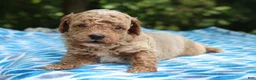 Miniature Poodle dogs for sale: Sydney - Ad 3