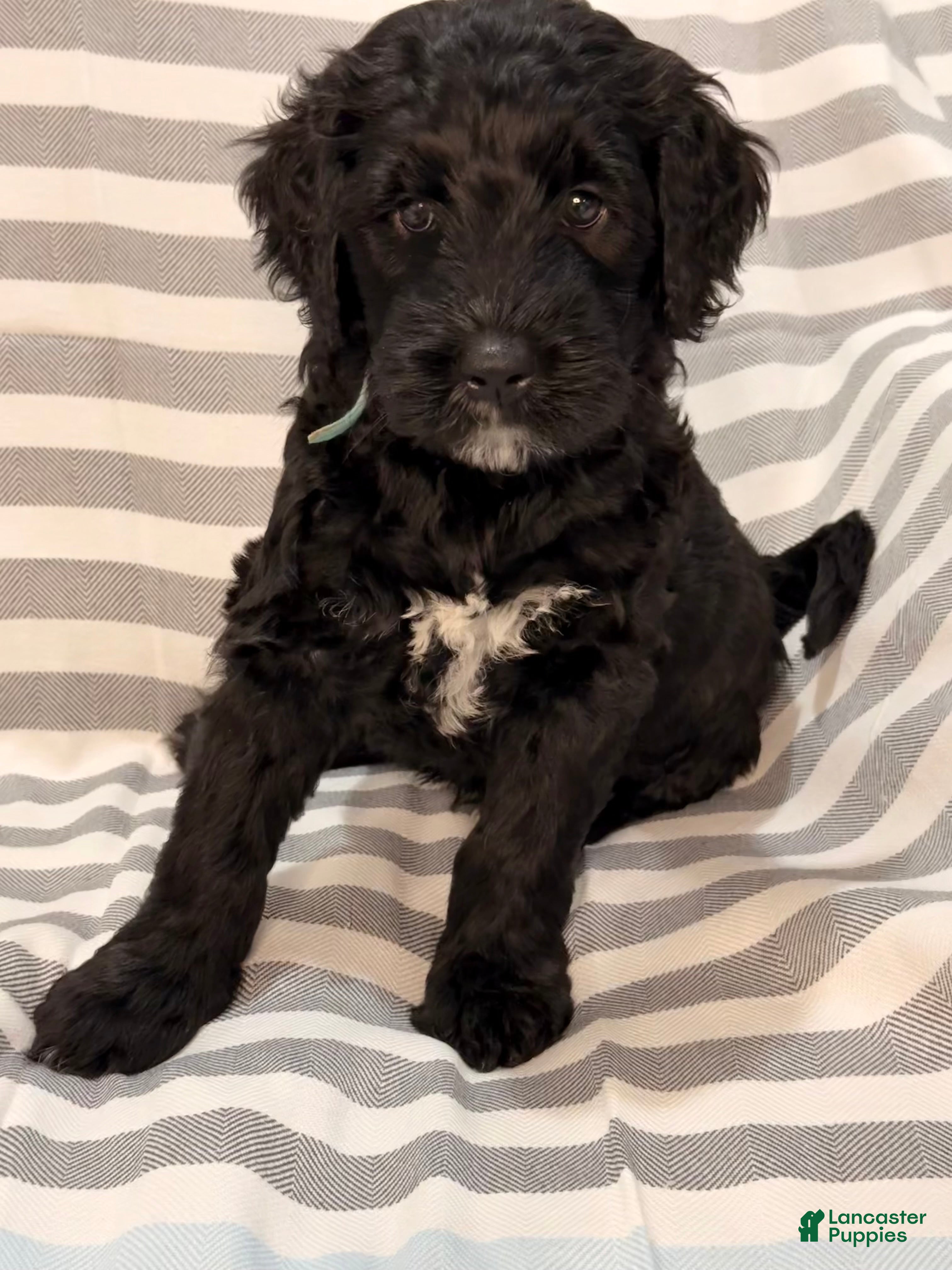 Mixed Breed dogs for sale: Bluey - Ad 1