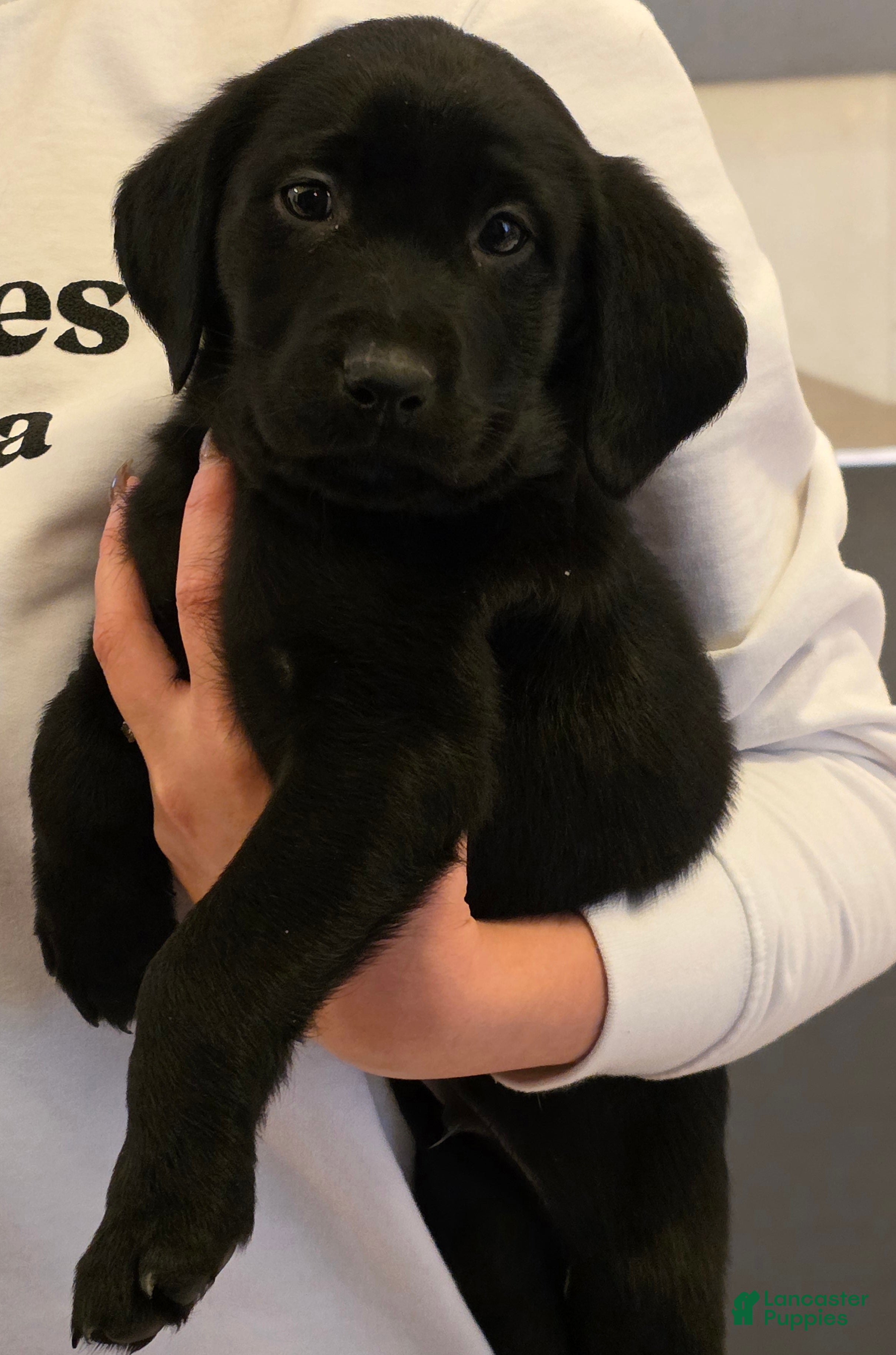 Labrador Retriever dogs Tank - Ad 1