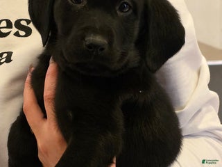 Labrador Retriever dogs Tank - Ad 18