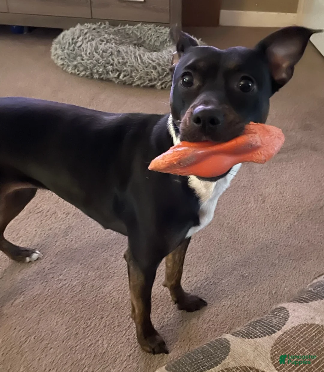 Mixed Breed dogs for sale: Mixed Breed Puppy 1 - Ad 2