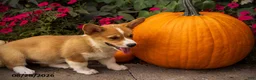 Welsh Corgi Pembroke dogs for sale: Lil Pumkin - Ad 4