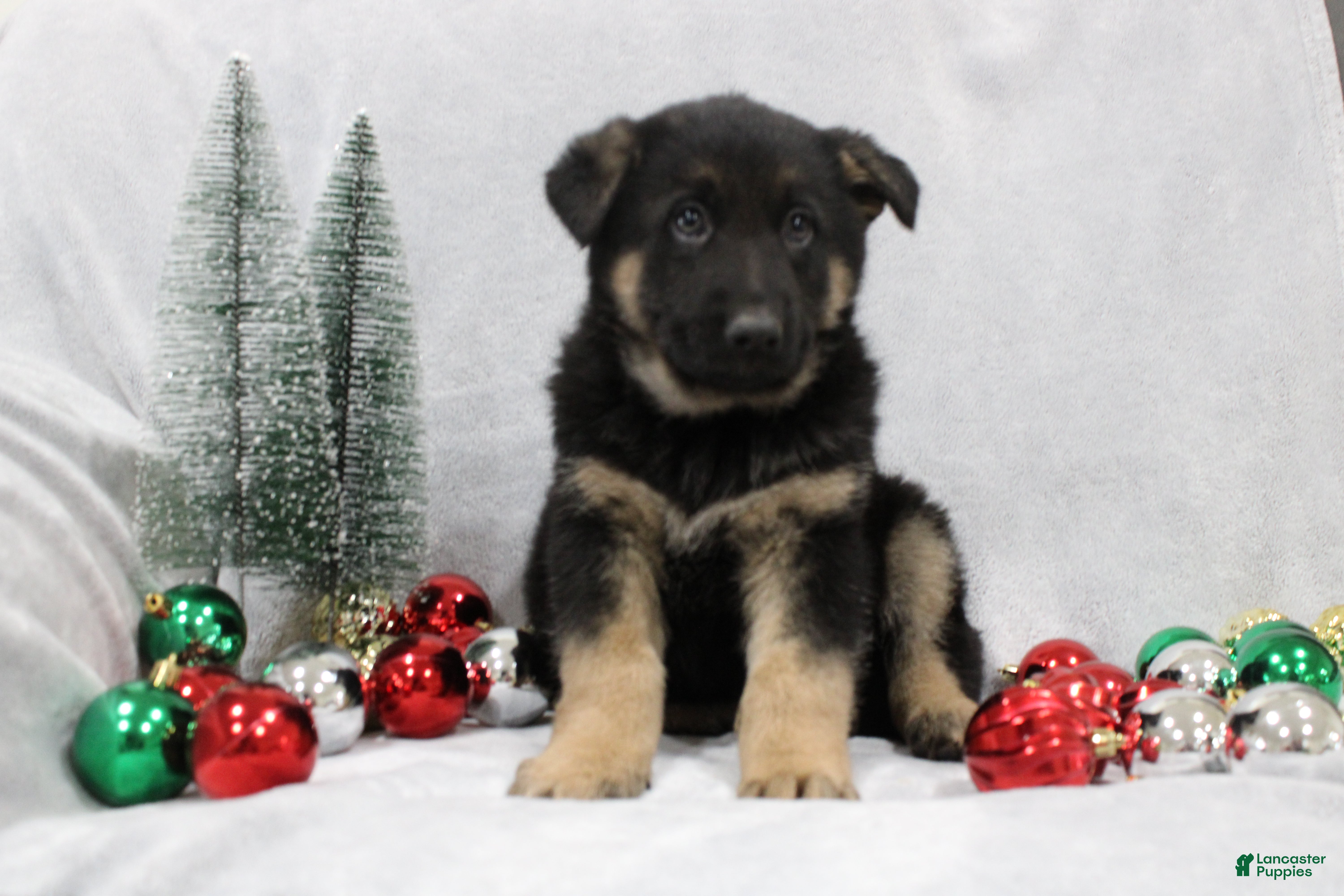 German Shepherd dogs German Shepherd Puppy 5 - Ad 11