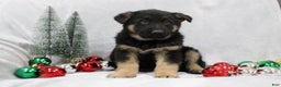 German Shepherd dogs for sale: Ace - Ad 1