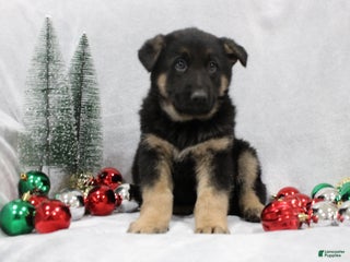 German Shepherd dogs German Shepherd Puppy 5 - Ad 11