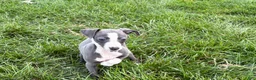 Italian Greyhound dogs for sale: Fiona - Ad 10