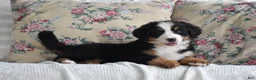 Bernese Mountain Dog dogs for sale: Clover - Ad 10