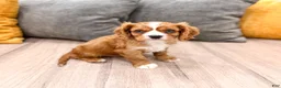 Cavalier King Charles Spaniel dogs for sale: Blaze - Ad 5
