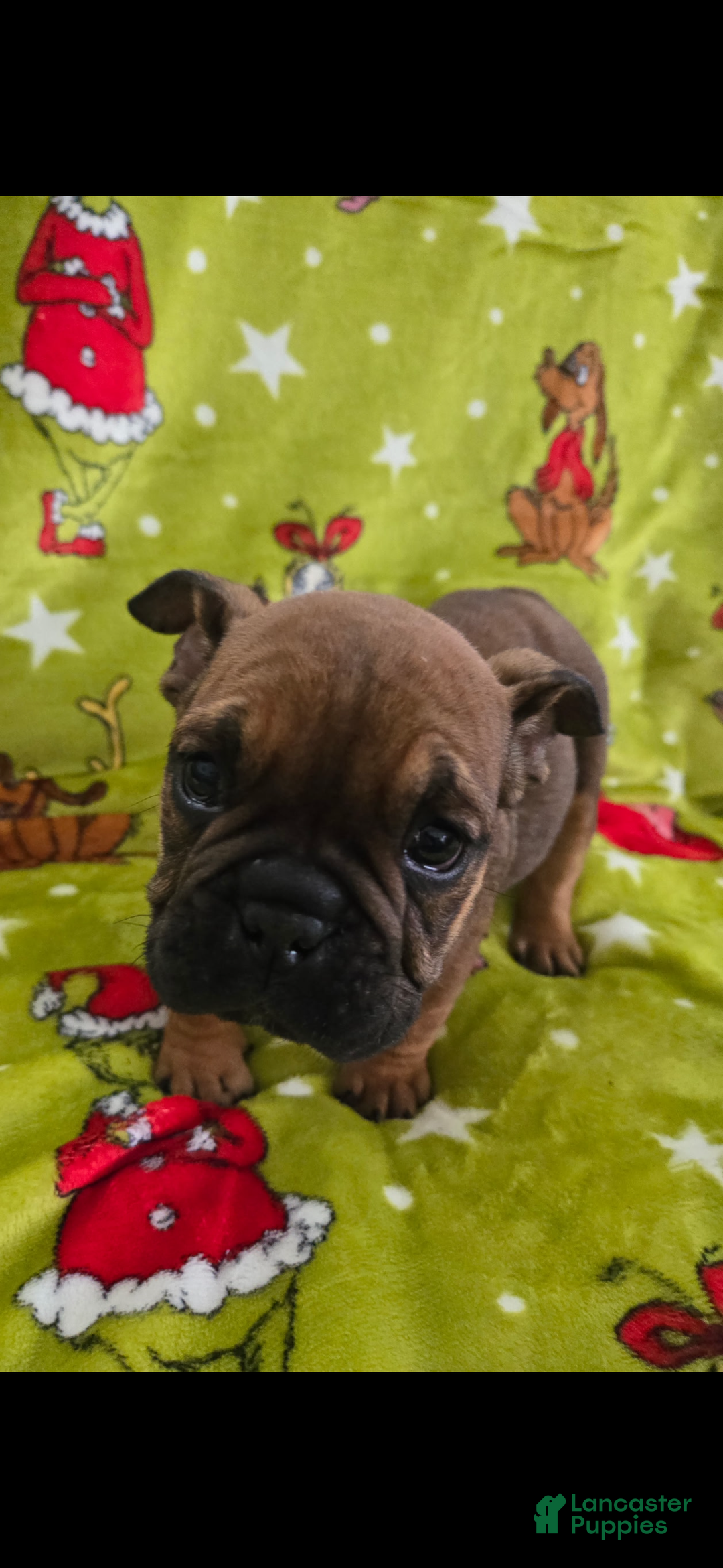 English Bulldog dogs for sale: Lucy - Ad 30
