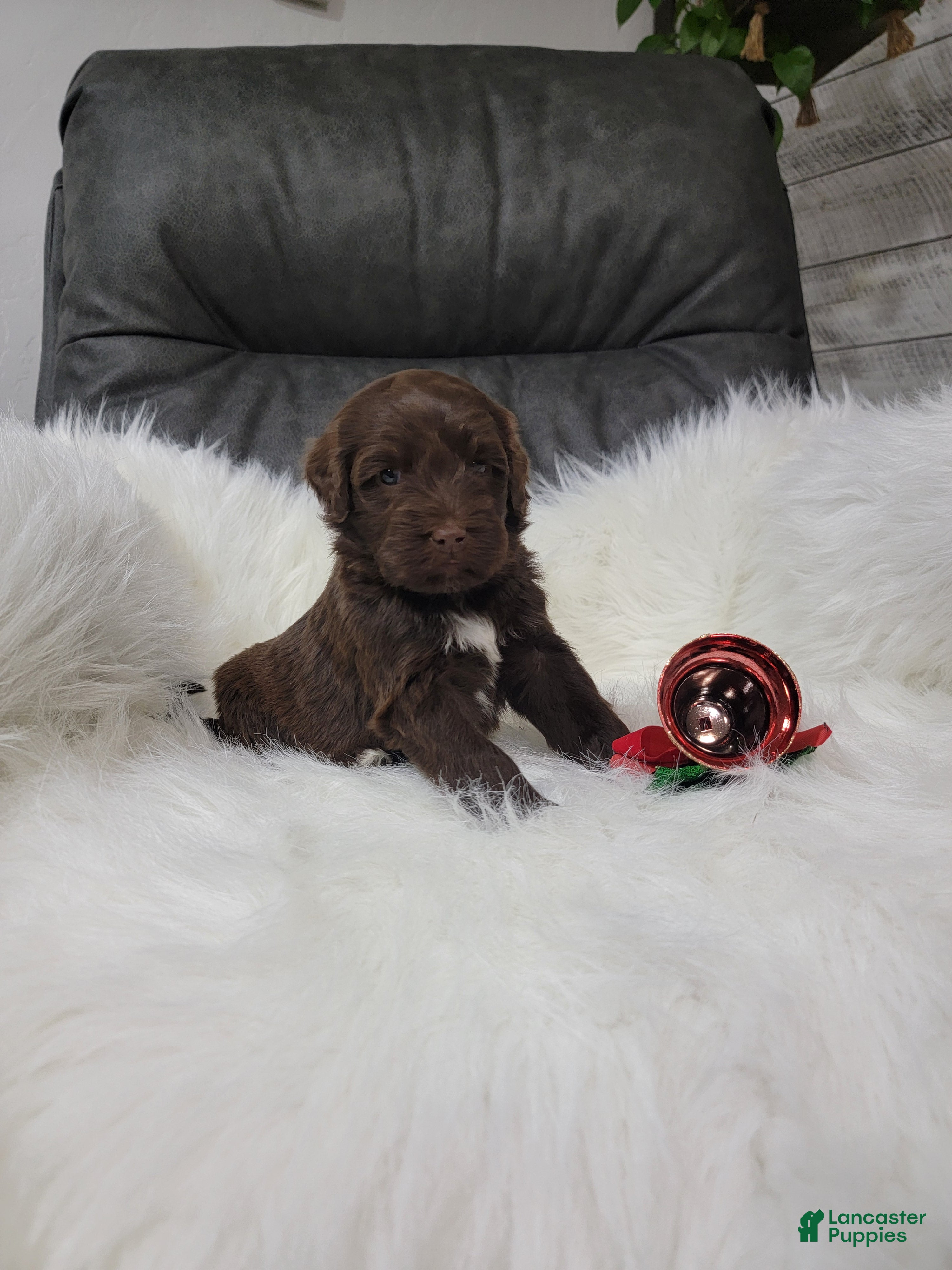 Portuguese Water Dog dogs Belle - Ad 29