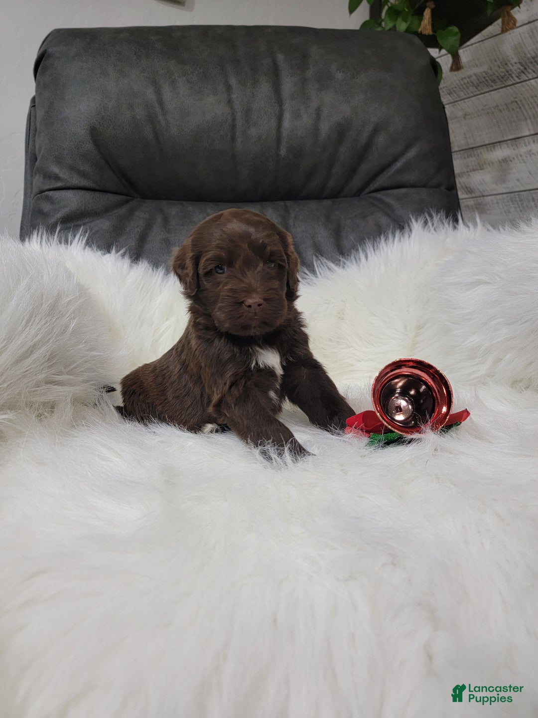 Portuguese Water Dog dogs for sale: Belle - Ad 1