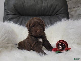 Portuguese Water Dog dogs Belle - Ad 40