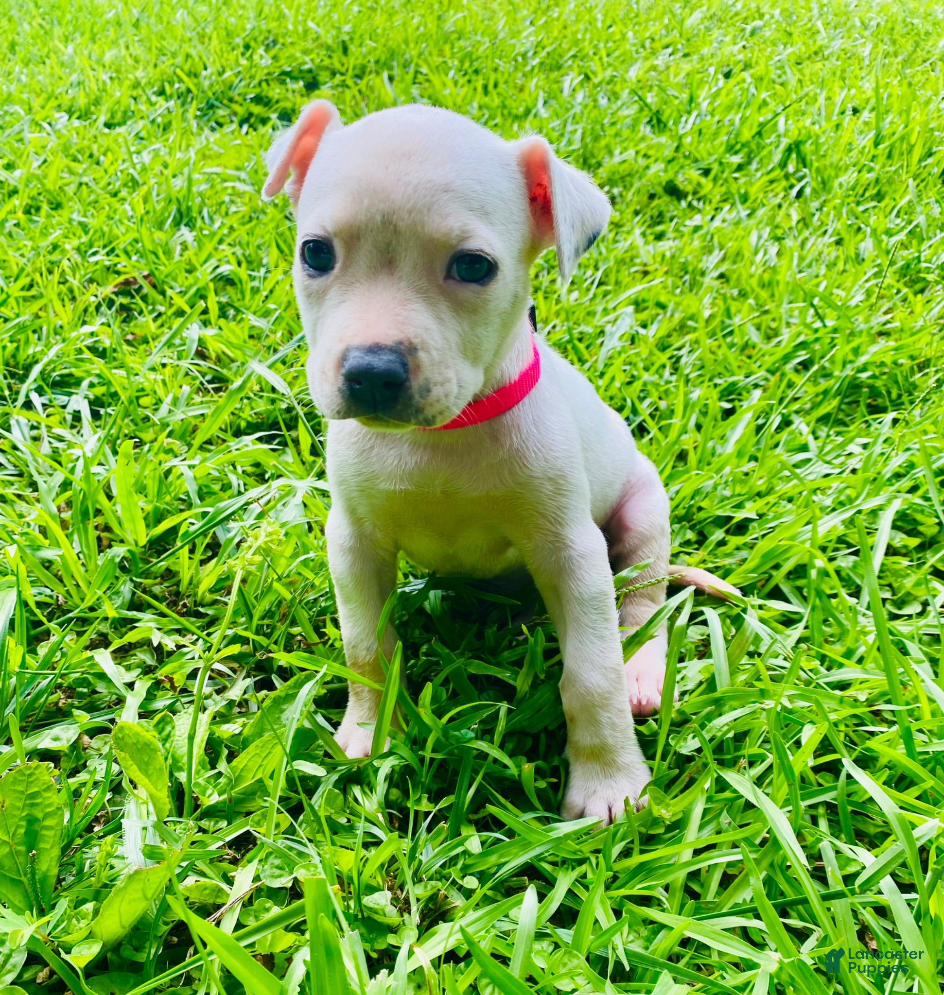American Pit Bull Terrier dogs American Pit Bull Terrier 6 - Ad 5
