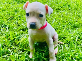American Pit Bull Terrier dogs American Pit Bull Terrier 6 - Ad 5