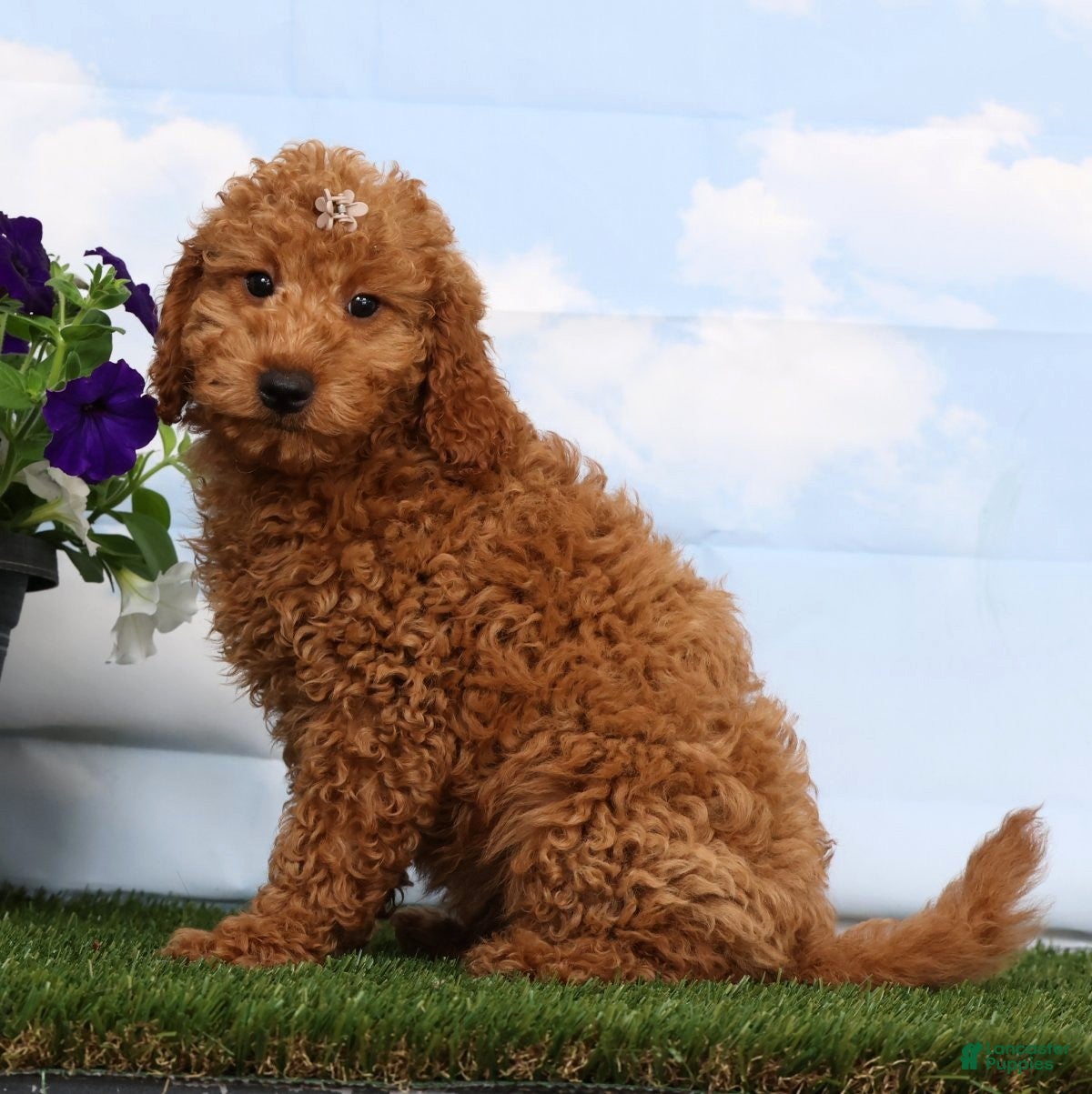 Mini Goldendoodle dogs Dalia - Ad 1