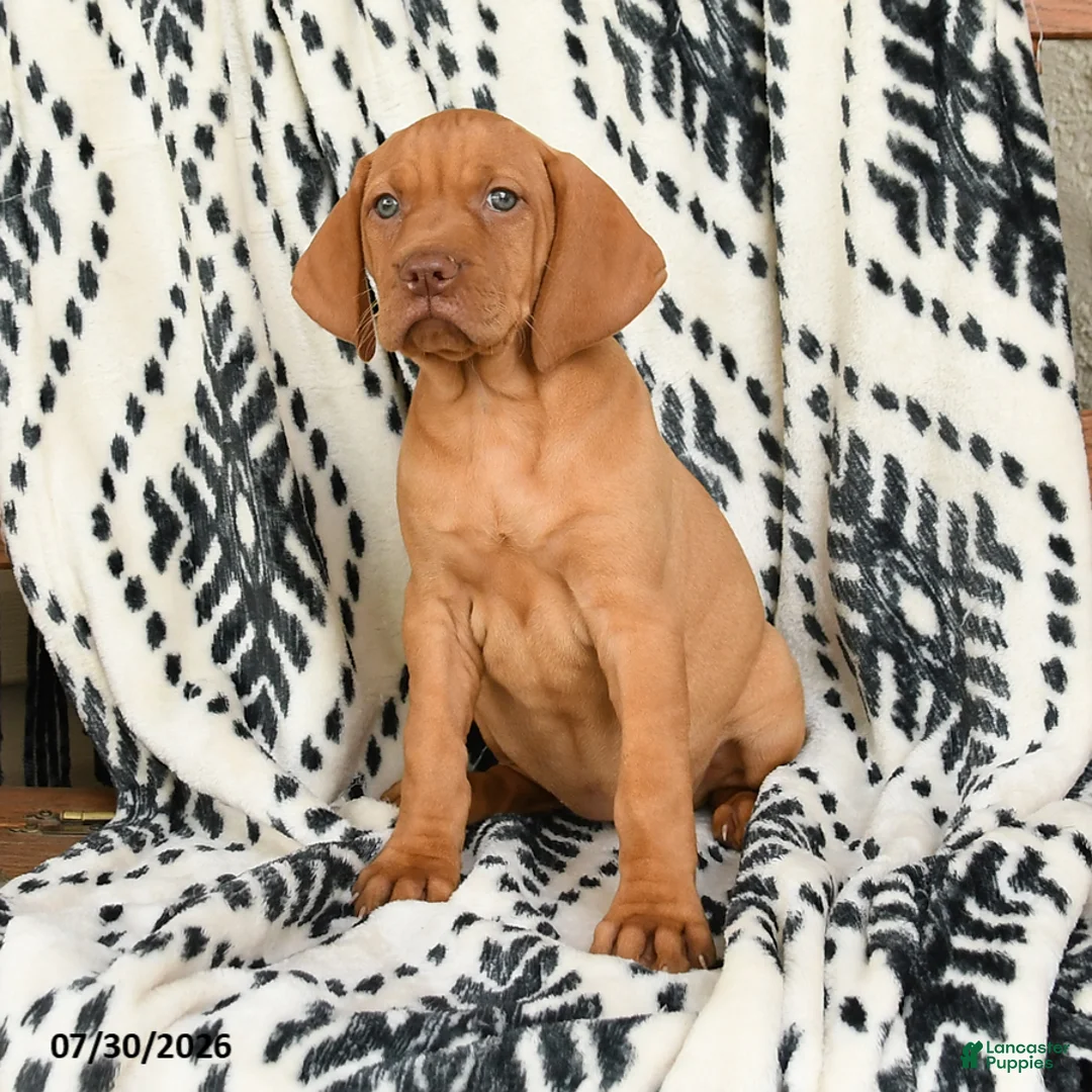 Vizsla dogs for sale: Coco  - Ad 2
