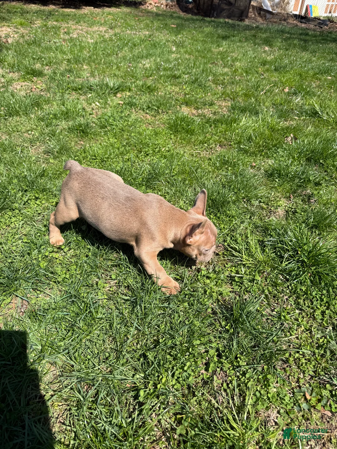 French Bulldog dogs for sale: French Bulldog Puppy 1 - Ad 2
