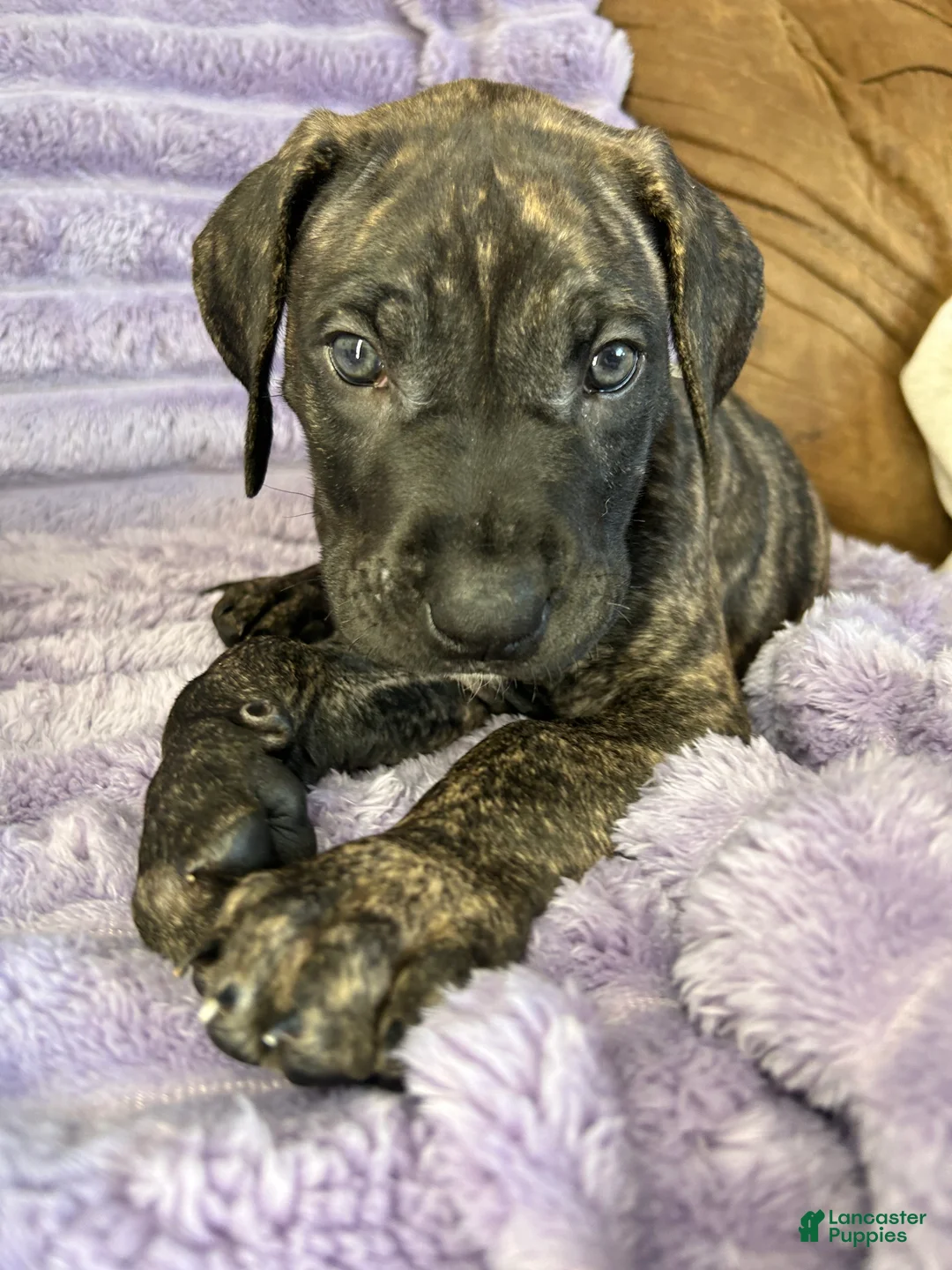 Mixed Breed dogs for sale: Mixed Breed Puppy 2 - Ad 2